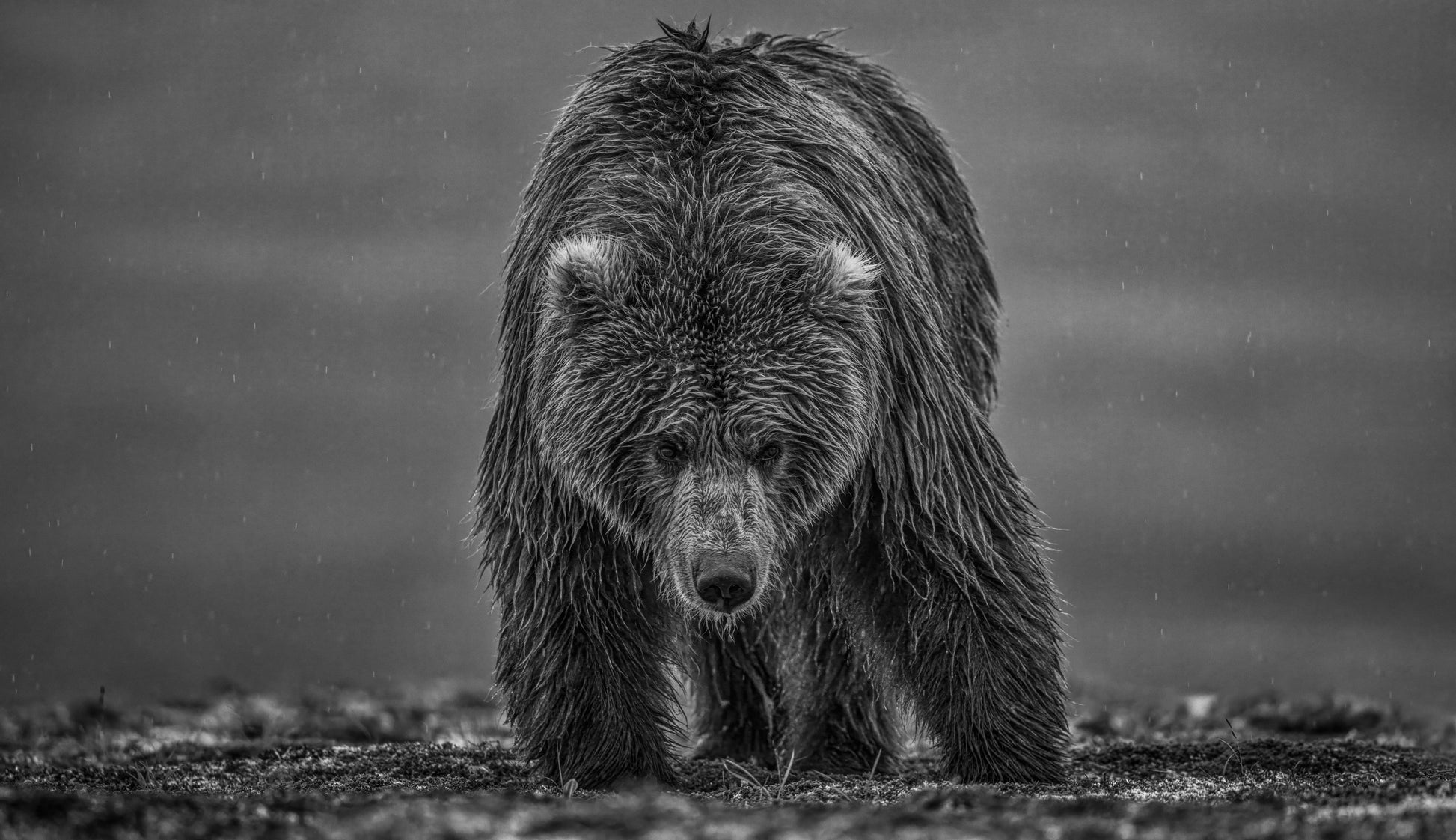 Bearish III-Photographic Print-David Yarrow-Sorrel Sky Gallery