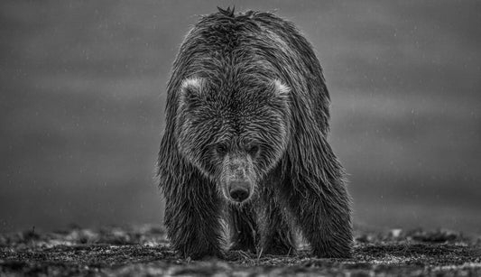 Bearish III-Photographic Print-David Yarrow-Sorrel Sky Gallery