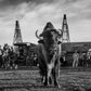 Bison Oil and Gas-Photographic Print-David Yarrow-Sorrel Sky Gallery