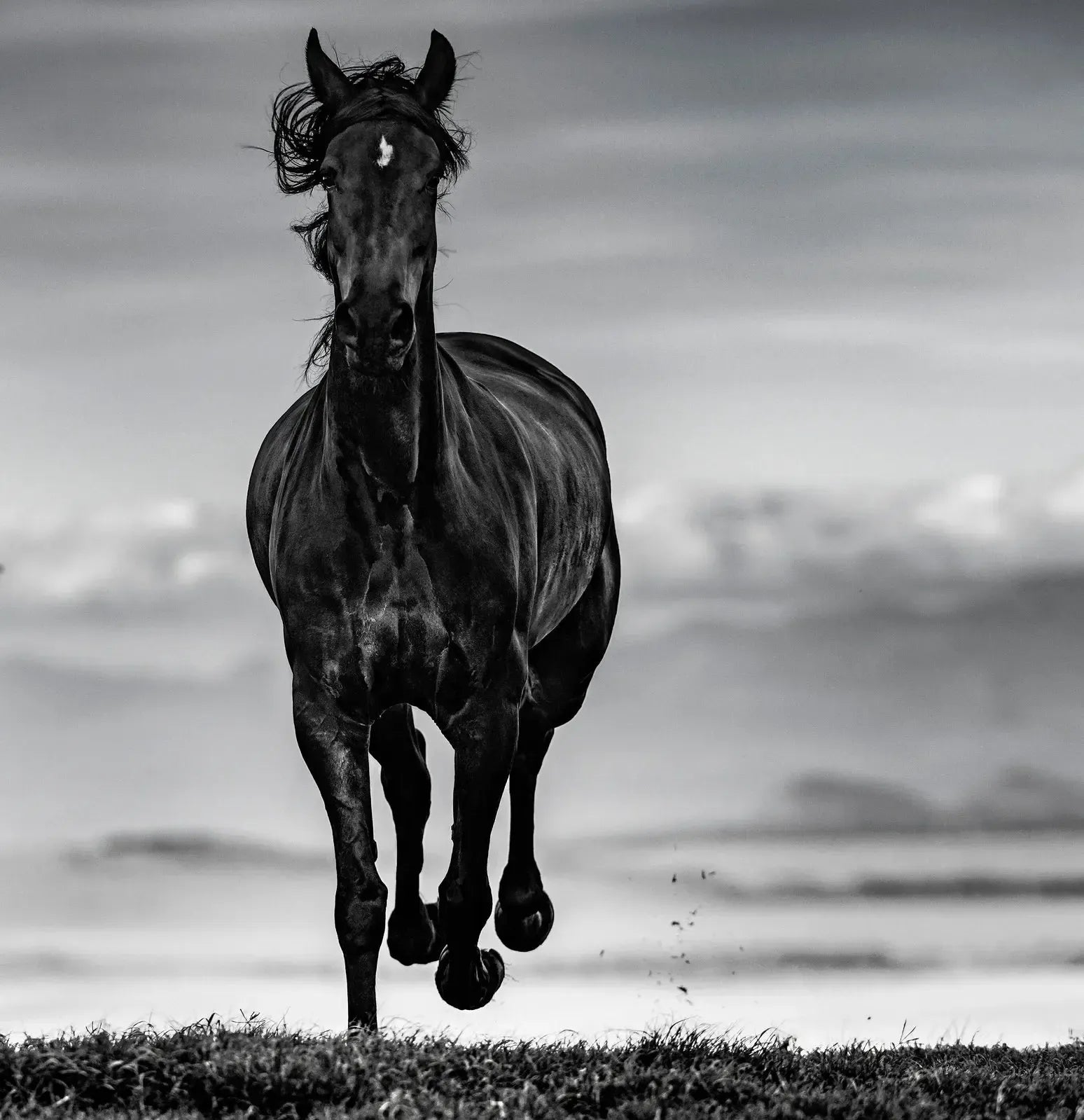 Black Beauty-Photographic Print-David Yarrow-Sorrel Sky Gallery