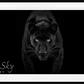 Black Magic - B&W-Photographic Print-David Yarrow-Sorrel Sky Gallery