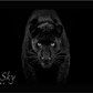 Black Magic - B&W-Photographic Print-David Yarrow-Sorrel Sky Gallery