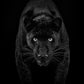 Black Magic - B&W-Photographic Print-David Yarrow-Sorrel Sky Gallery