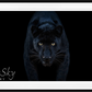 Black Magic - Colour-Photographic Print-David Yarrow-Sorrel Sky Gallery