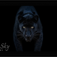 Black Magic - Colour-Photographic Print-David Yarrow-Sorrel Sky Gallery