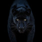 Black Magic - Colour-Photographic Print-David Yarrow-Sorrel Sky Gallery