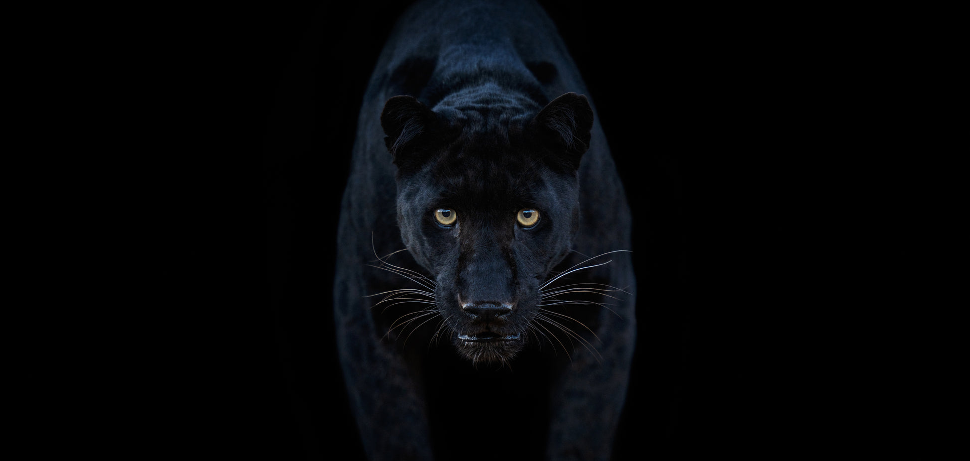 Black Magic - Colour-Photographic Print-David Yarrow-Sorrel Sky Gallery