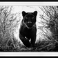 Black Panther-Photographic Print-David Yarrow-Sorrel Sky Gallery