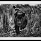 Black Panther Tales-Photographic Print-David Yarrow-Sorrel Sky Gallery