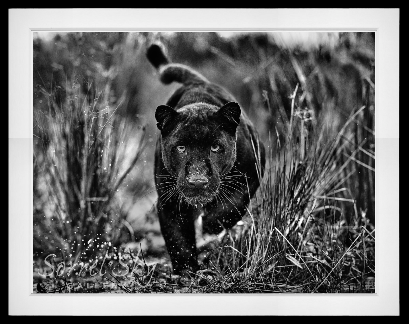 Black Panther Tales-Photographic Print-David Yarrow-Sorrel Sky Gallery