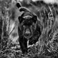 Black Panther Tales-Photographic Print-David Yarrow-Sorrel Sky Gallery