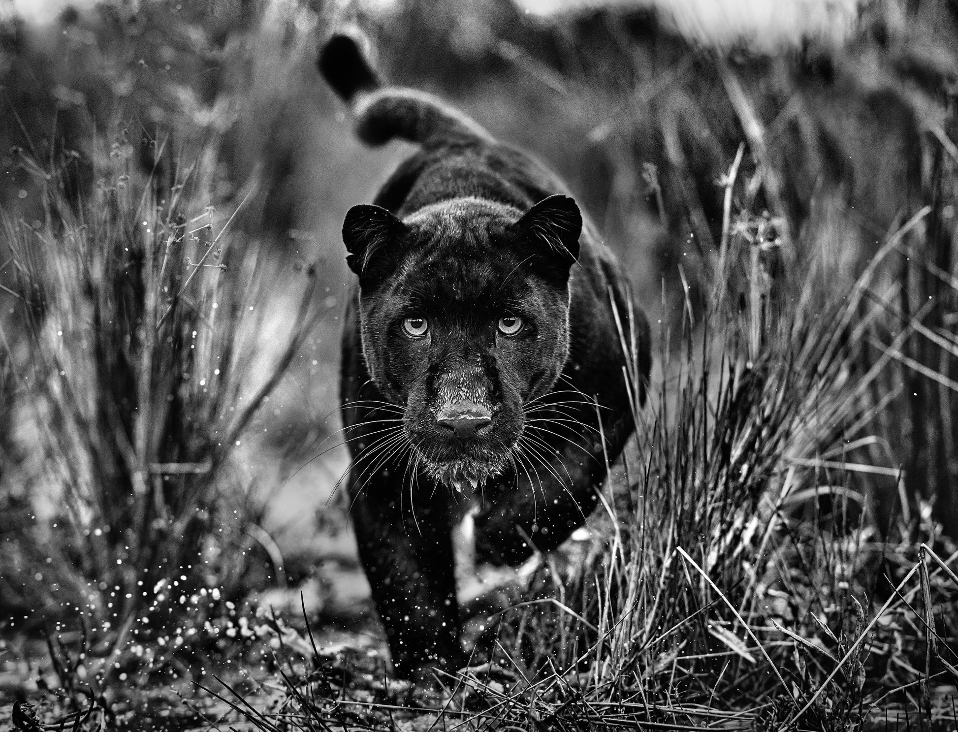 Black Panther Tales-Photographic Print-David Yarrow-Sorrel Sky Gallery