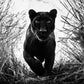 Black Panther-Photographic Print-David Yarrow-Sorrel Sky Gallery