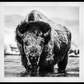 Boogie Nights-Photographic Print-David Yarrow-Sorrel Sky Gallery