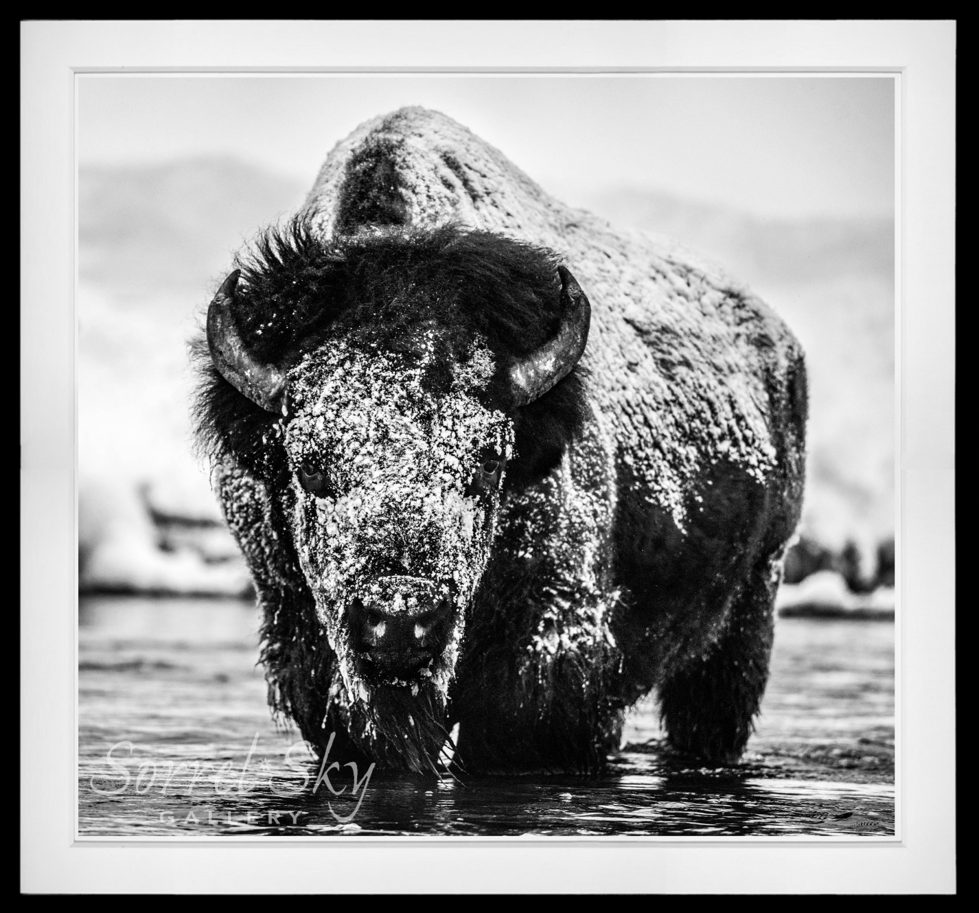 Boogie Nights-Photographic Print-David Yarrow-Sorrel Sky Gallery