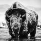 Boogie Nights-Photographic Print-David Yarrow-Sorrel Sky Gallery