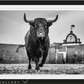 Bullish-Photographic Print-David Yarrow-Sorrel Sky Gallery