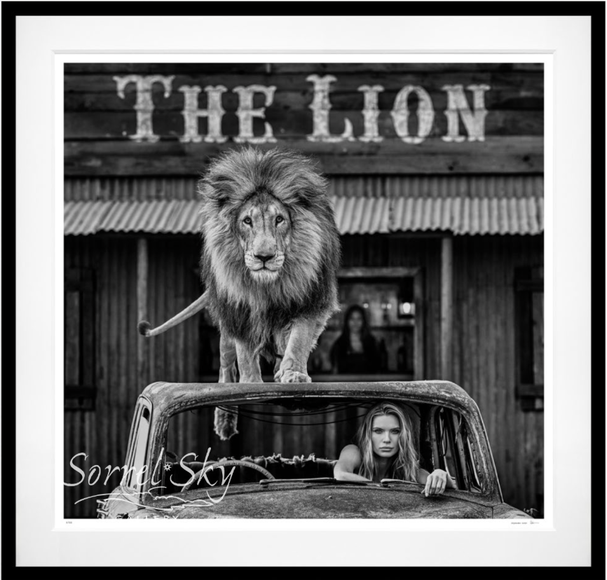 CAT ON A HOT TIN ROOF (B&W)-Photographic Print-David Yarrow-Sorrel Sky Gallery