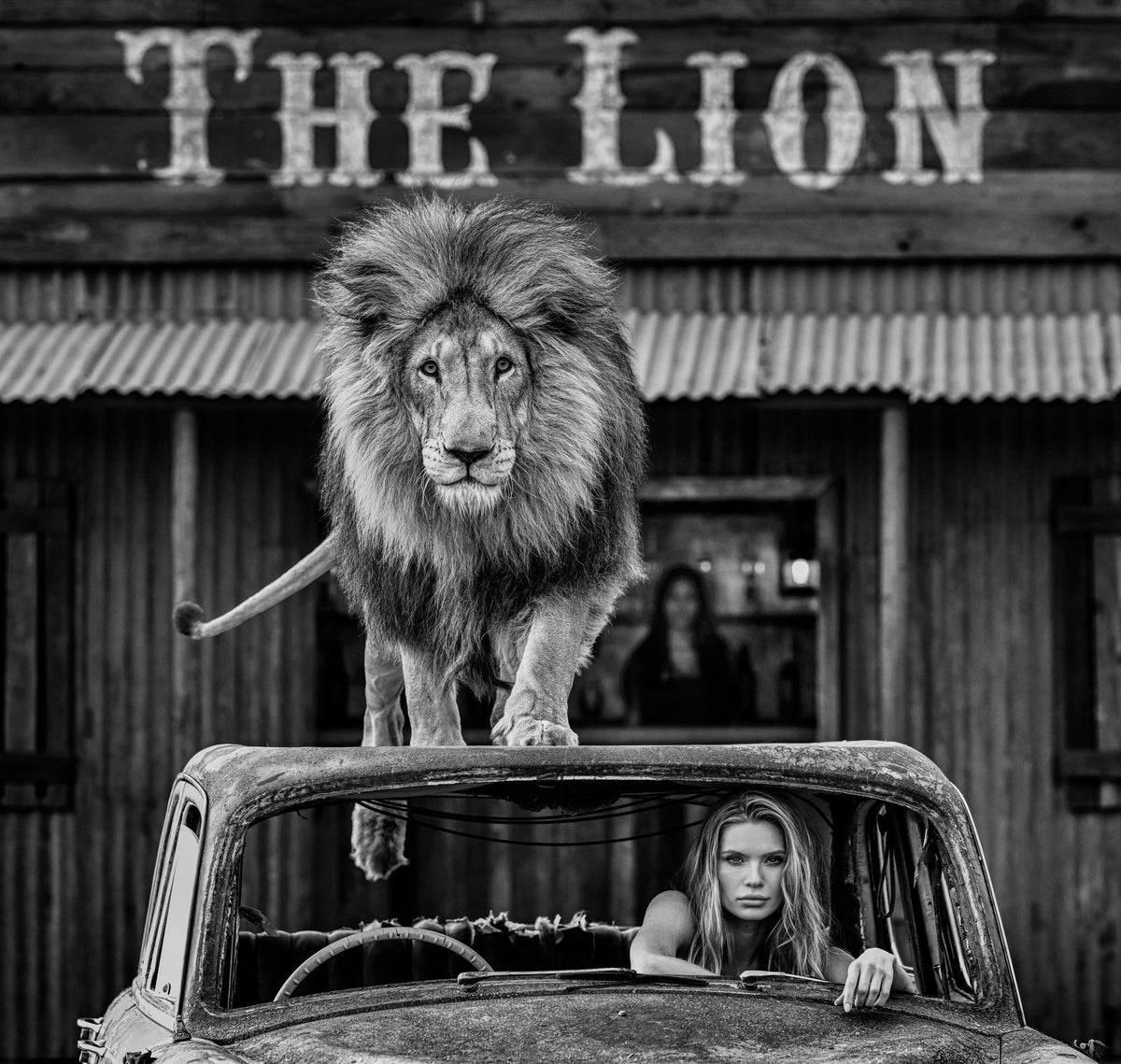 Cat on a Hot Tin Roof (B&W)