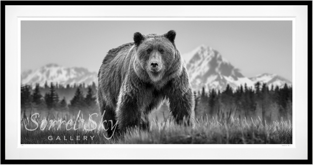 COCAINE BEAR-Photographic Print-David Yarrow-Sorrel Sky Gallery