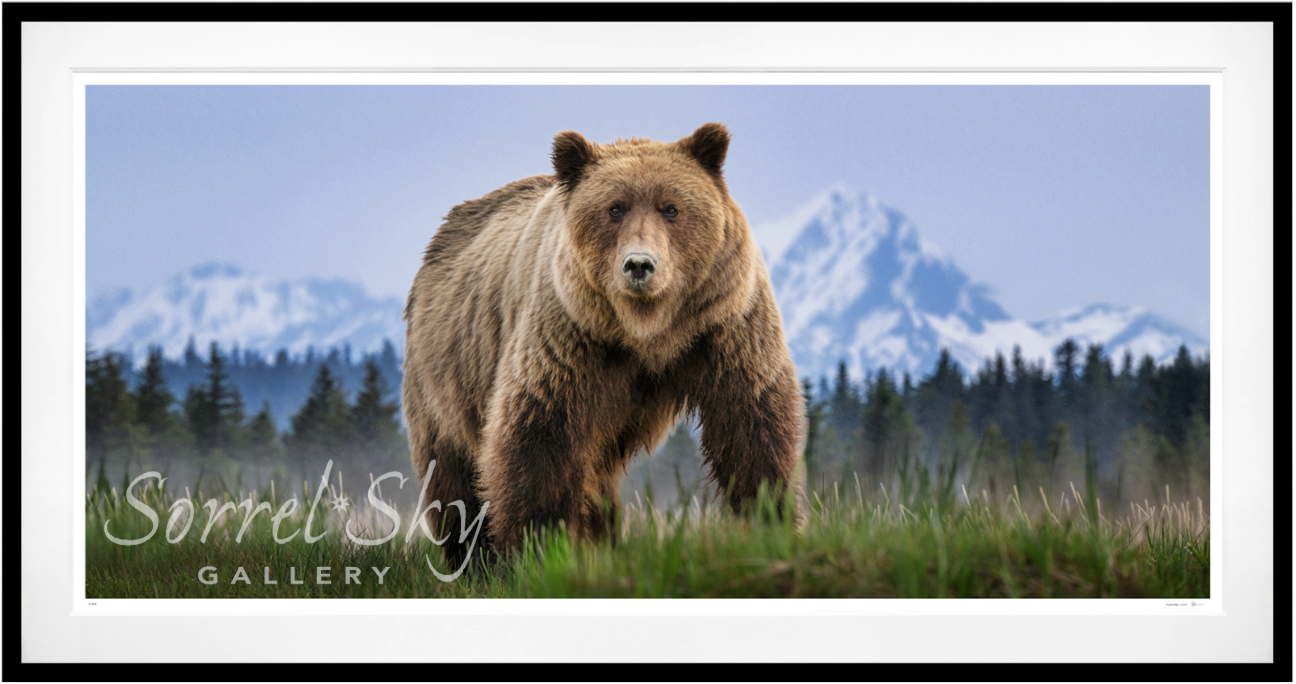 COCAINE BEAR (Colour)-Photographic Print-David Yarrow-Sorrel Sky Gallery