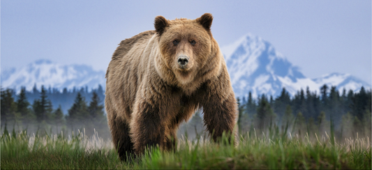 COCAINE BEAR (Colour)-Photographic Print-David Yarrow-Sorrel Sky Gallery