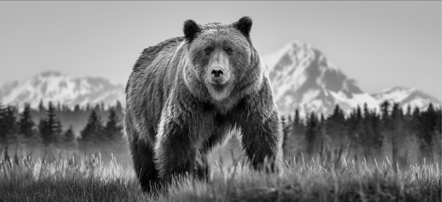 COCAINE BEAR-Photographic Print-David Yarrow-Sorrel Sky Gallery