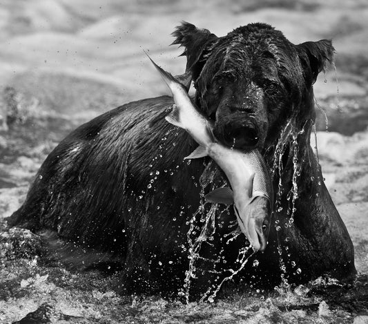 Catch-Photographic Print-David Yarrow-Sorrel Sky Gallery