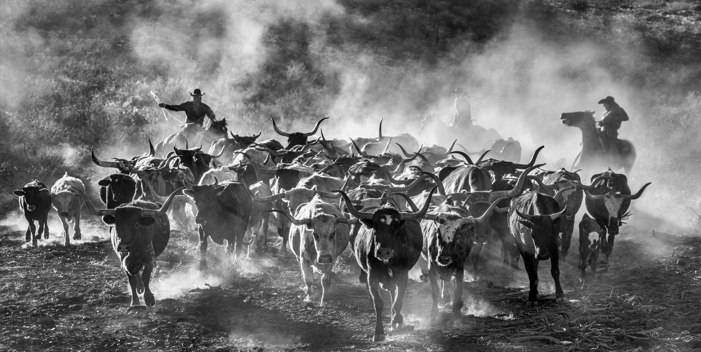 Cattle Drive-Photographic Print-David Yarrow-Sorrel Sky Gallery