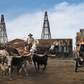 Cattle and Oil (Colour)-Photographic Print-David Yarrow-Sorrel Sky Gallery