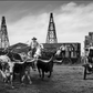 Cattle and Oil-Photographic Print-David Yarrow-Sorrel Sky Gallery