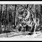 Cold Mountain-Photographic Print-David Yarrow-Sorrel Sky Gallery