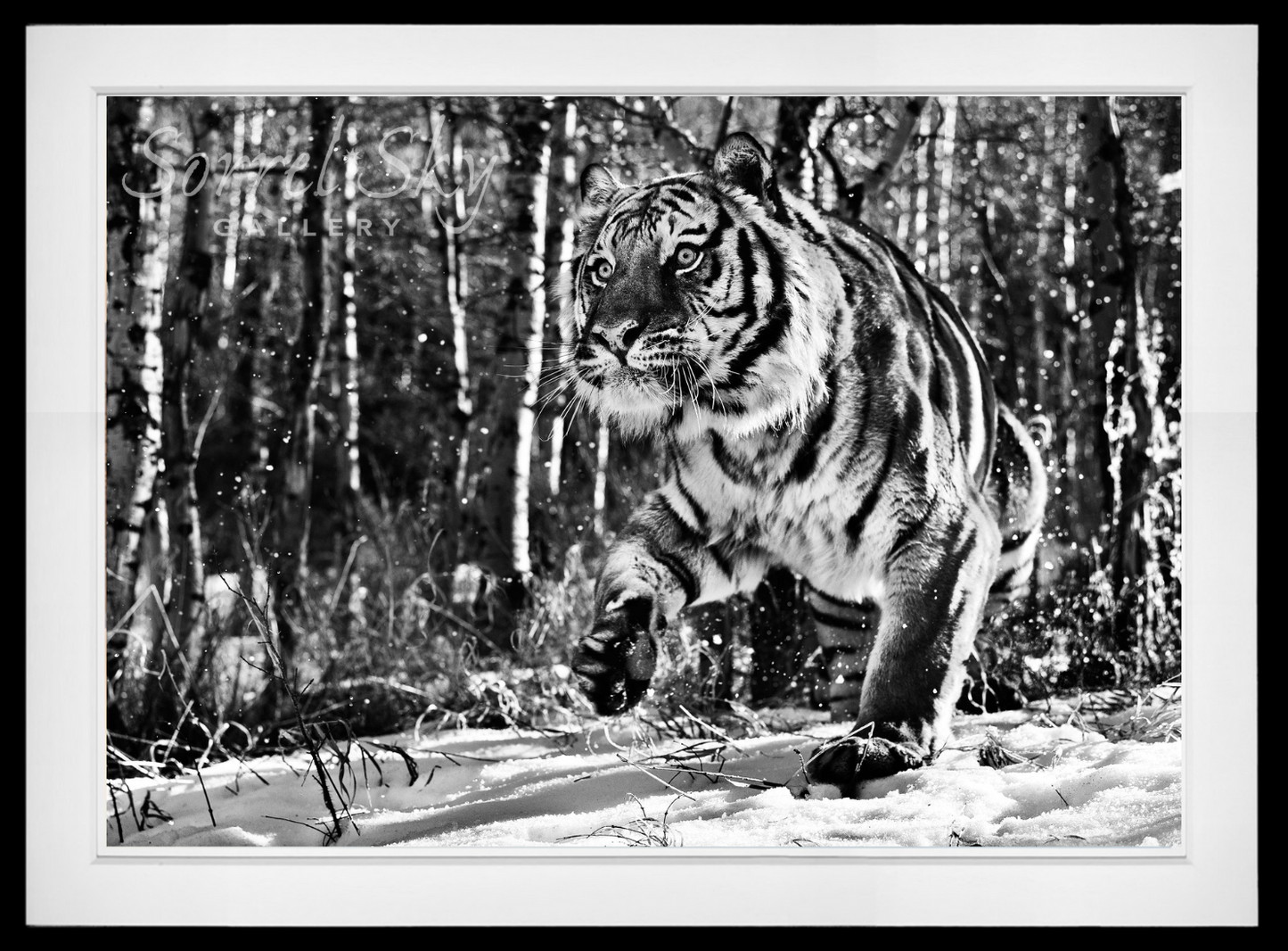 Cold Mountain-Photographic Print-David Yarrow-Sorrel Sky Gallery