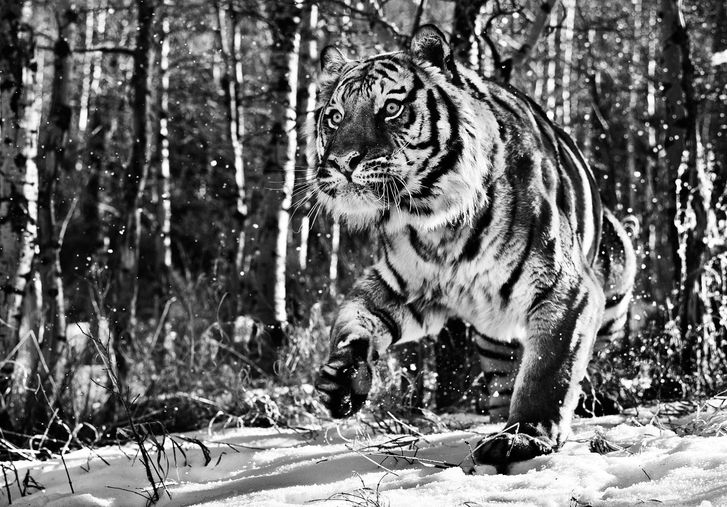 Cold Mountain-Photographic Print-David Yarrow-Sorrel Sky Gallery