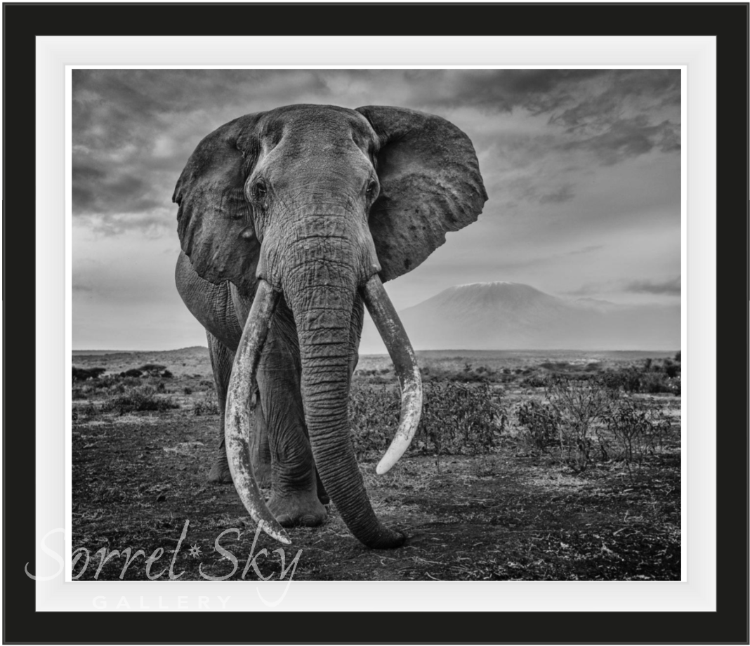 Craig-Photographic Print-David Yarrow-Sorrel Sky Gallery