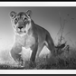 Dawn Run-Photographic Print-David Yarrow-Sorrel Sky Gallery