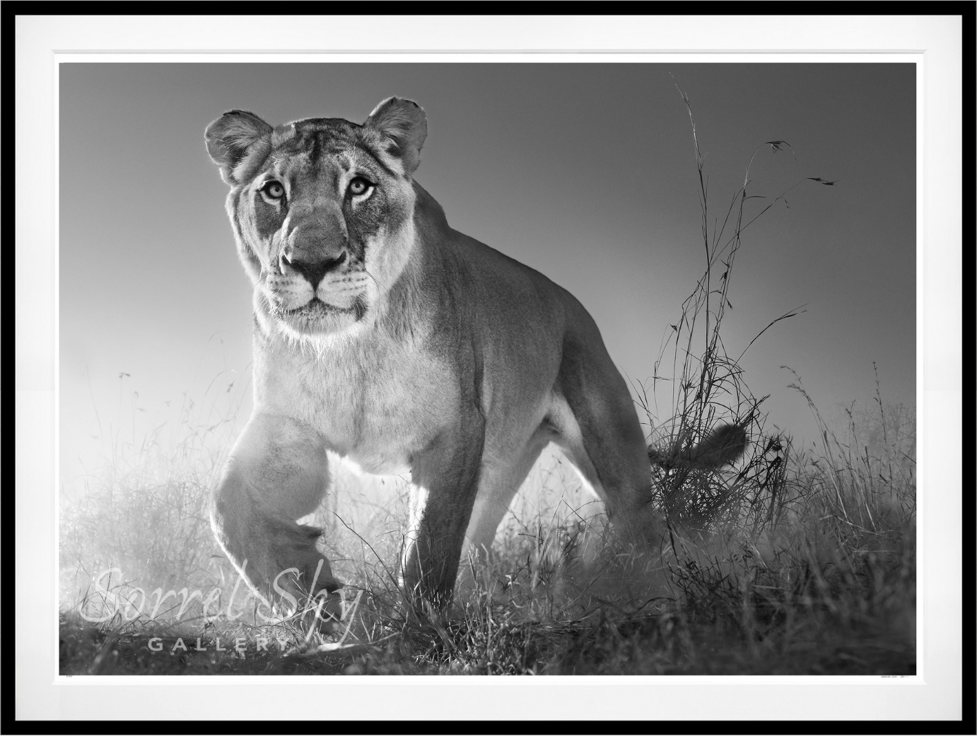 Dawn Run-Photographic Print-David Yarrow-Sorrel Sky Gallery