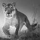 Dawn Run-Photographic Print-David Yarrow-Sorrel Sky Gallery
