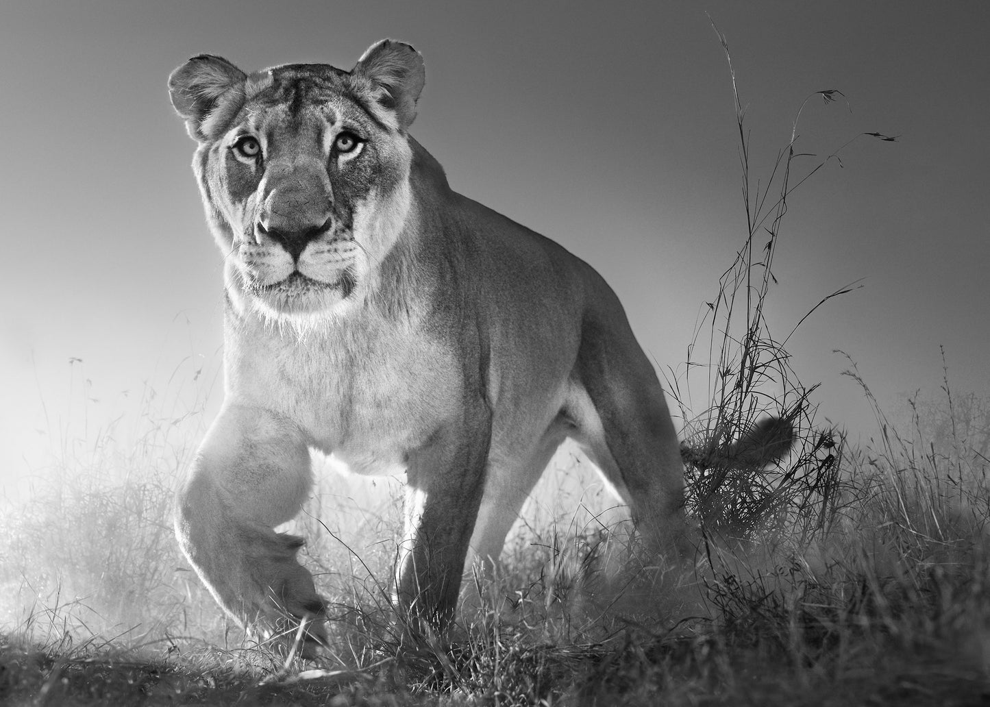 Dawn Run-Photographic Print-David Yarrow-Sorrel Sky Gallery