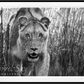 Designated Survivor-Photographic Print-David Yarrow-Sorrel Sky Gallery