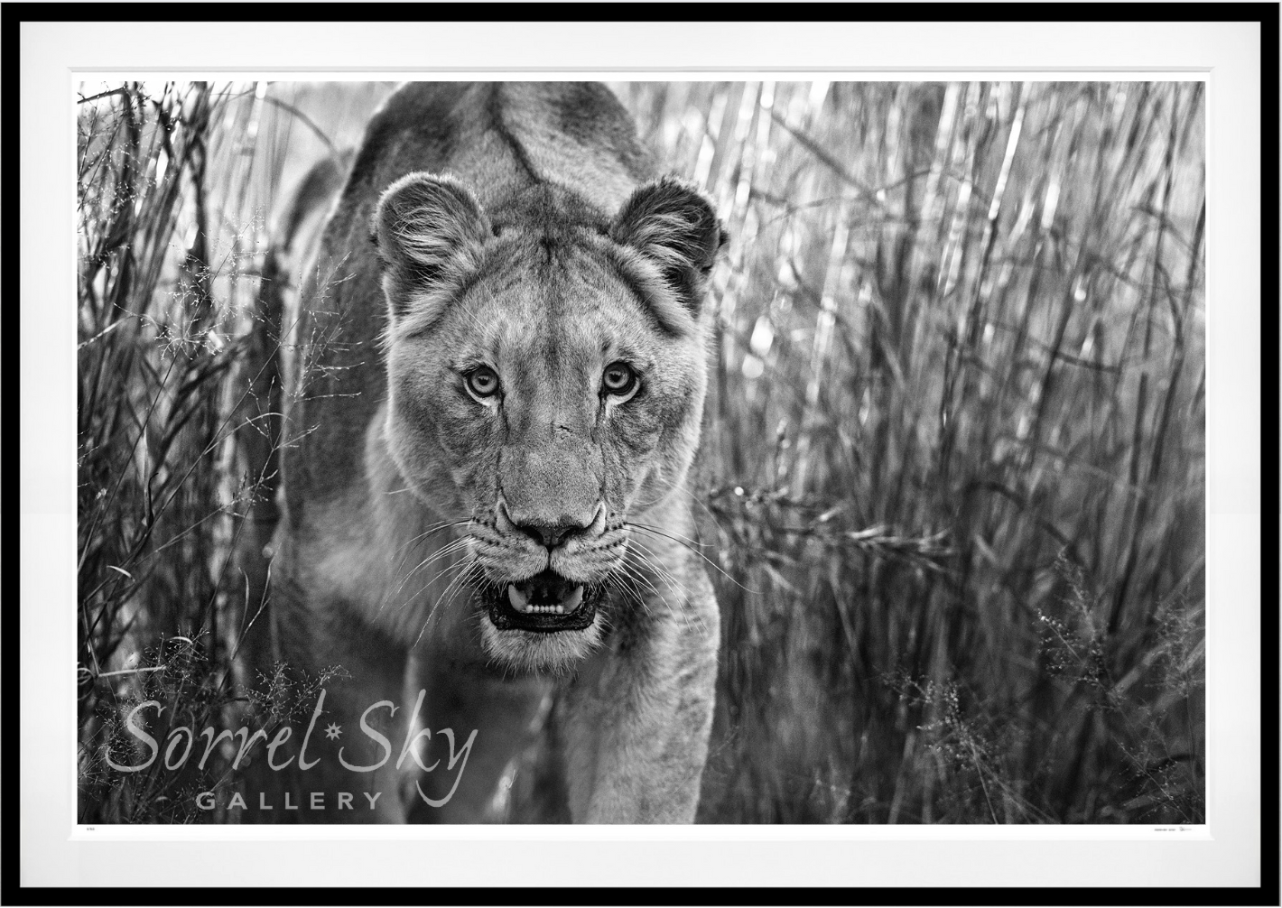 Designated Survivor-Photographic Print-David Yarrow-Sorrel Sky Gallery
