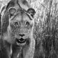 Designated Survivor-Photographic Print-David Yarrow-Sorrel Sky Gallery