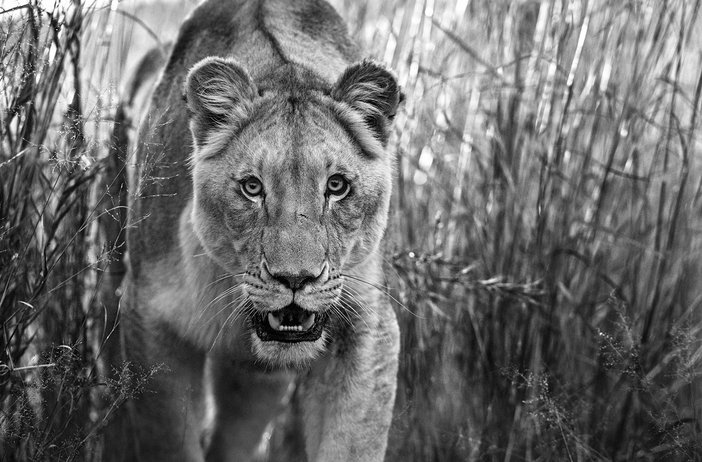 Designated Survivor-Photographic Print-David Yarrow-Sorrel Sky Gallery