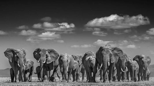 ELEPHANT UPRISING-Photographic Print-David Yarrow-Sorrel Sky Gallery