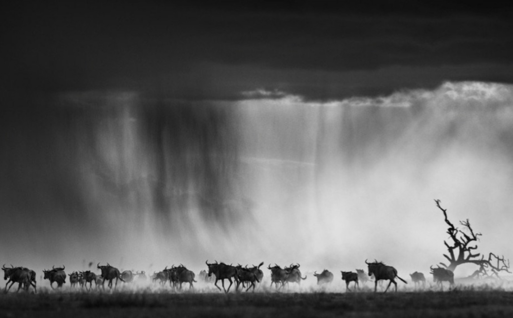 EXODUS-Photographic Print-David Yarrow-Sorrel Sky Gallery