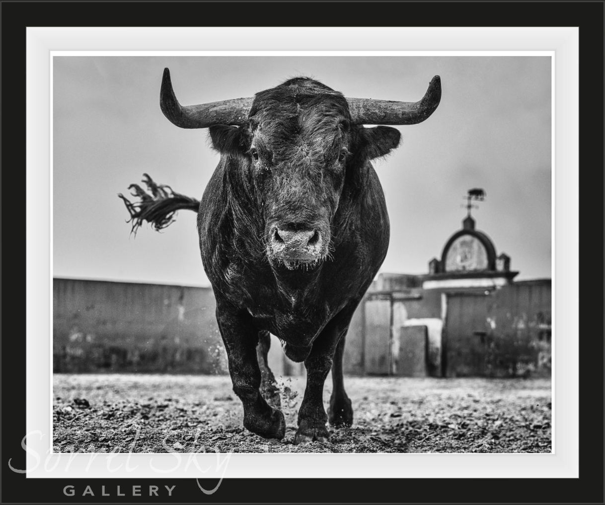El Toro-Photographic Print-David Yarrow-Sorrel Sky Gallery