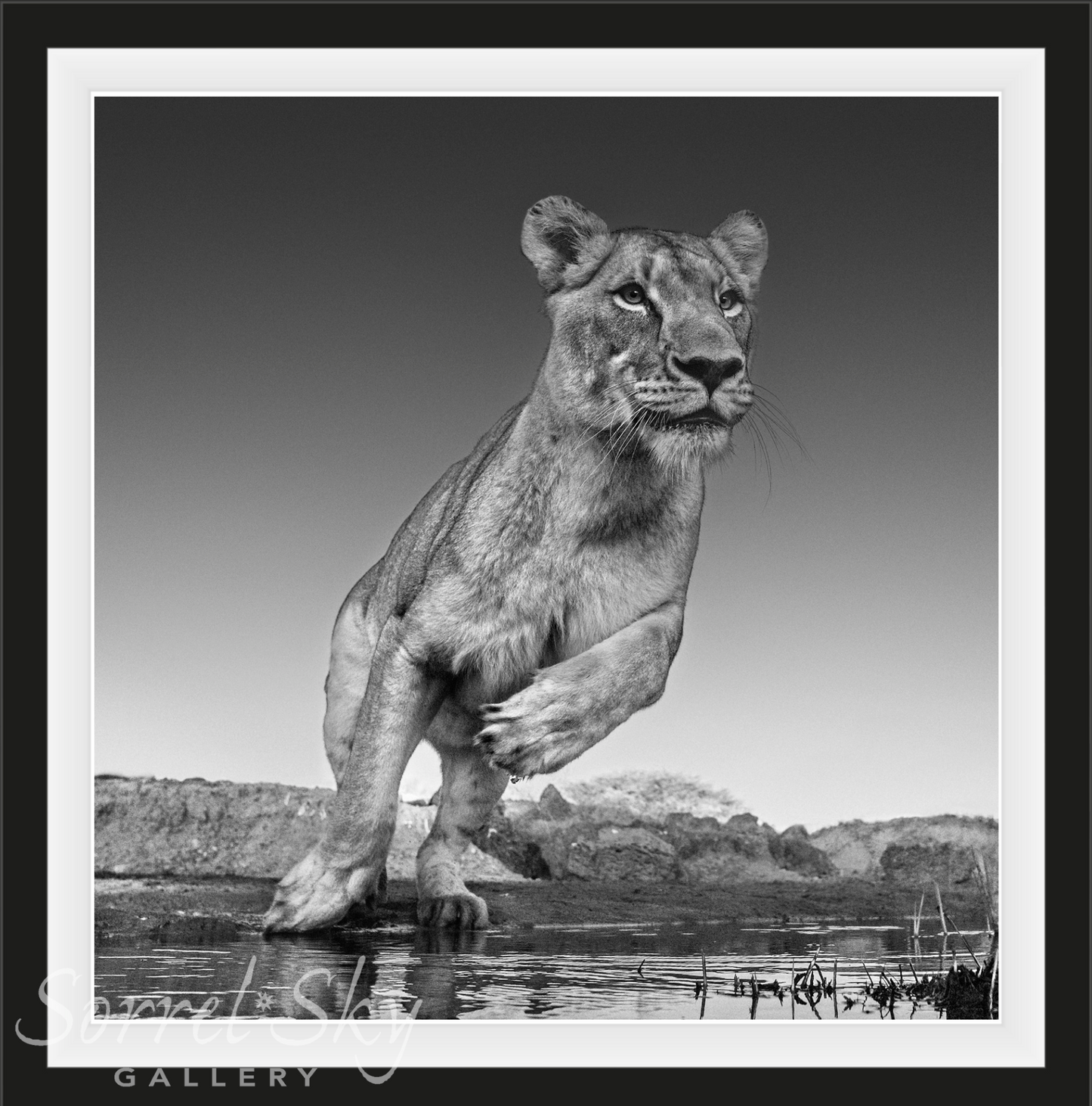 Emma-Photographic Print-David Yarrow-Sorrel Sky Gallery