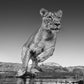 Emma-Photographic Print-David Yarrow-Sorrel Sky Gallery