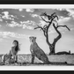 Enjoy the Silence-Photographic Print-David Yarrow-Sorrel Sky Gallery