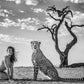 Enjoy the Silence-Photographic Print-David Yarrow-Sorrel Sky Gallery